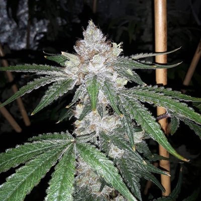 Caramel Candy Kush Weed Strain - THCFarmer