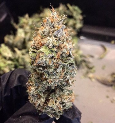 Chem Berry Diesel Weed Strain - THCFarmer