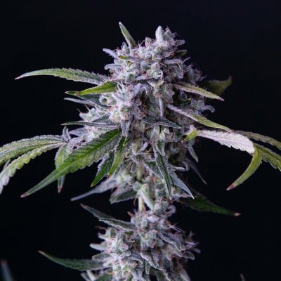 Cherry Diesel Weed Strain - THCFarmer