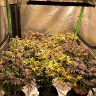 KNF Feed Schedule for Cannabis - THCFarmer