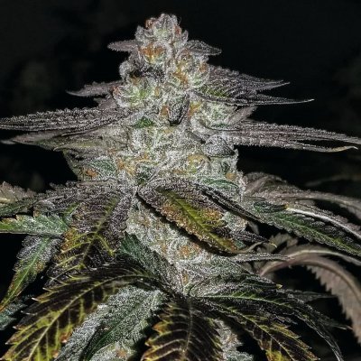 Fruity Punch | THCFarmer - Cannabis Cultivation Network