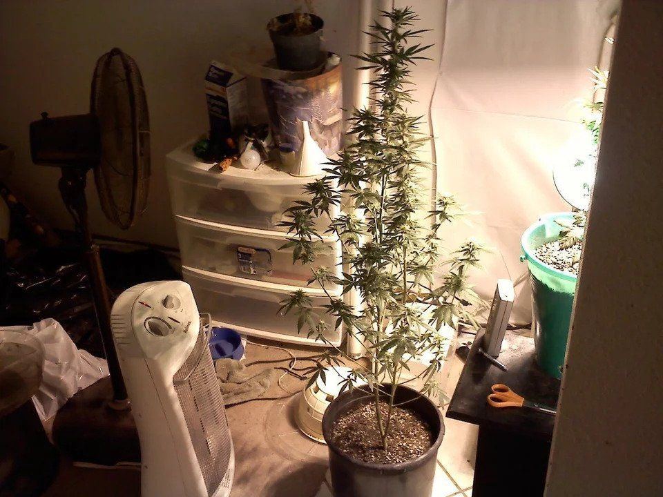 My 2010 grow veg8.jpg